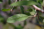 Southern crabapple